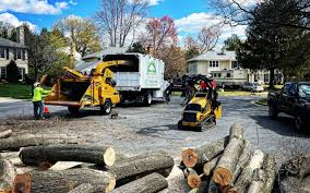 Best Tree Preservation Services  in St Henry, OH