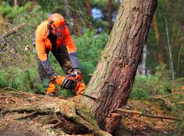 Best Tree Trimming and Pruning  in St Henry, OH