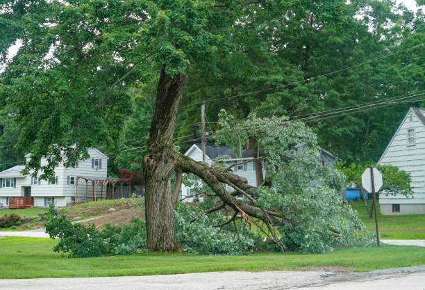 How Our Tree Care Process Works  in  St Henry, OH