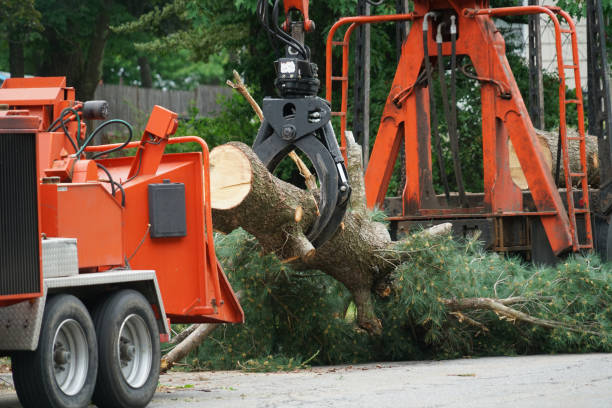 Best Leaf Removal  in St Henry, OH